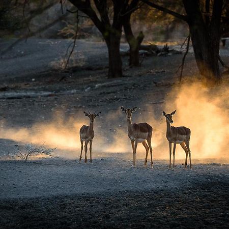 Gabus Safari Lodge Otavi Екстер'єр фото