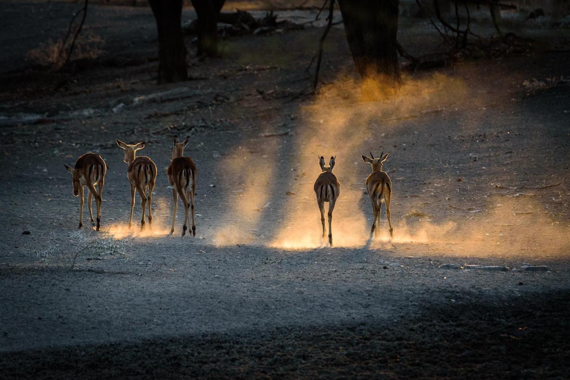 Gabus Safari Lodge Otavi Екстер'єр фото