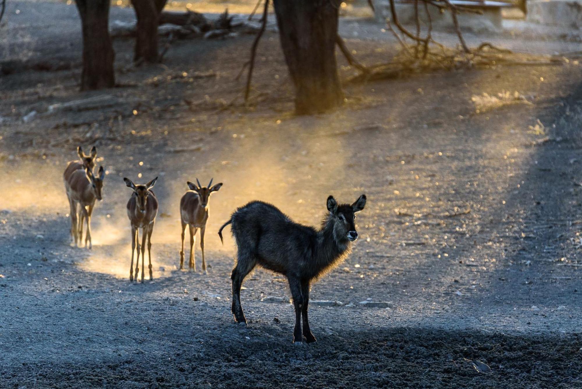 Gabus Safari Lodge Otavi Екстер'єр фото