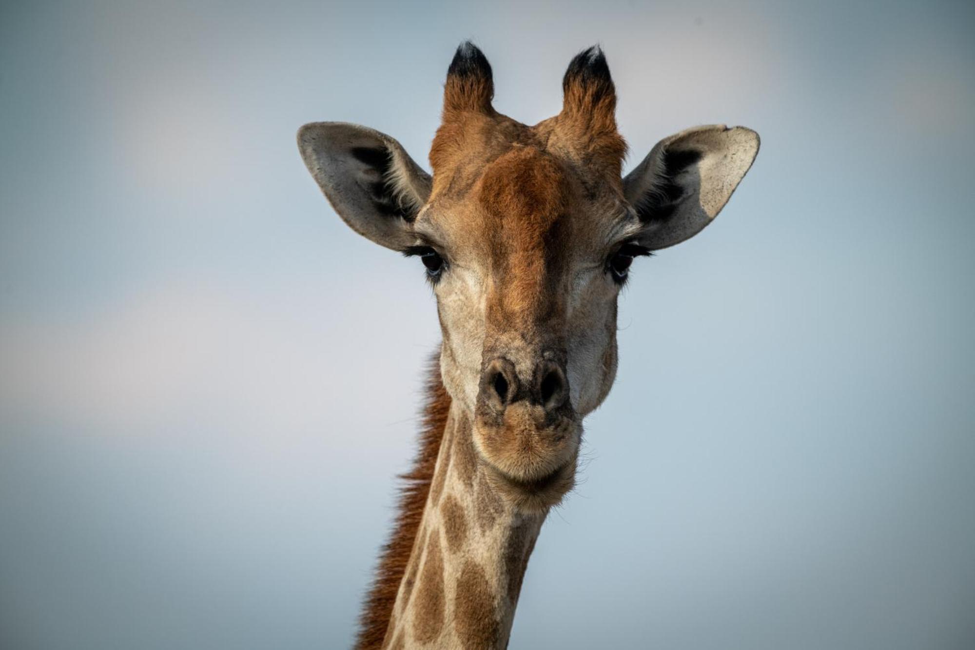 Gabus Safari Lodge Otavi Екстер'єр фото