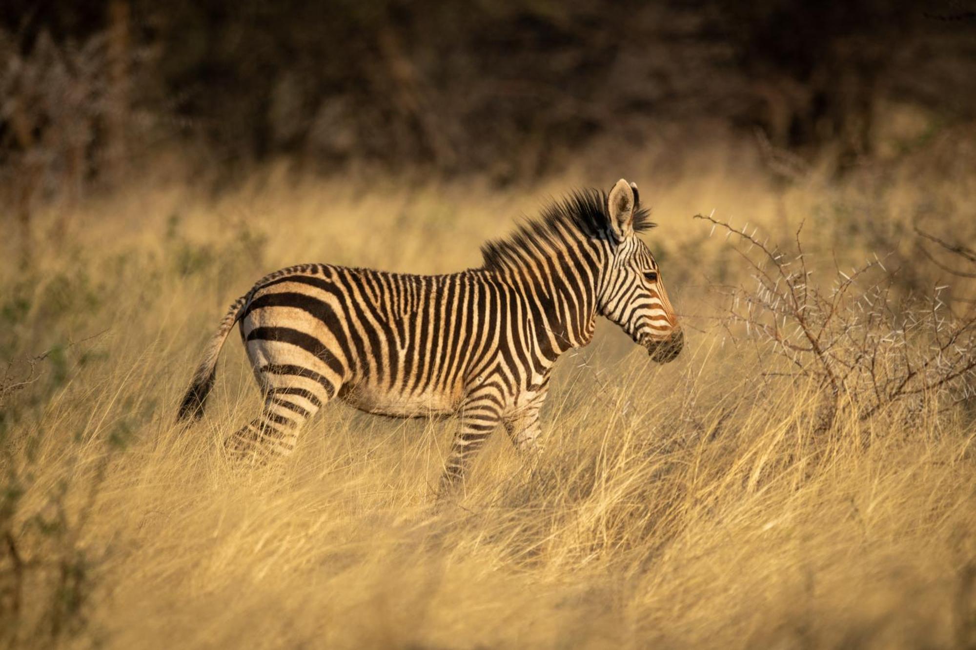 Gabus Safari Lodge Otavi Екстер'єр фото