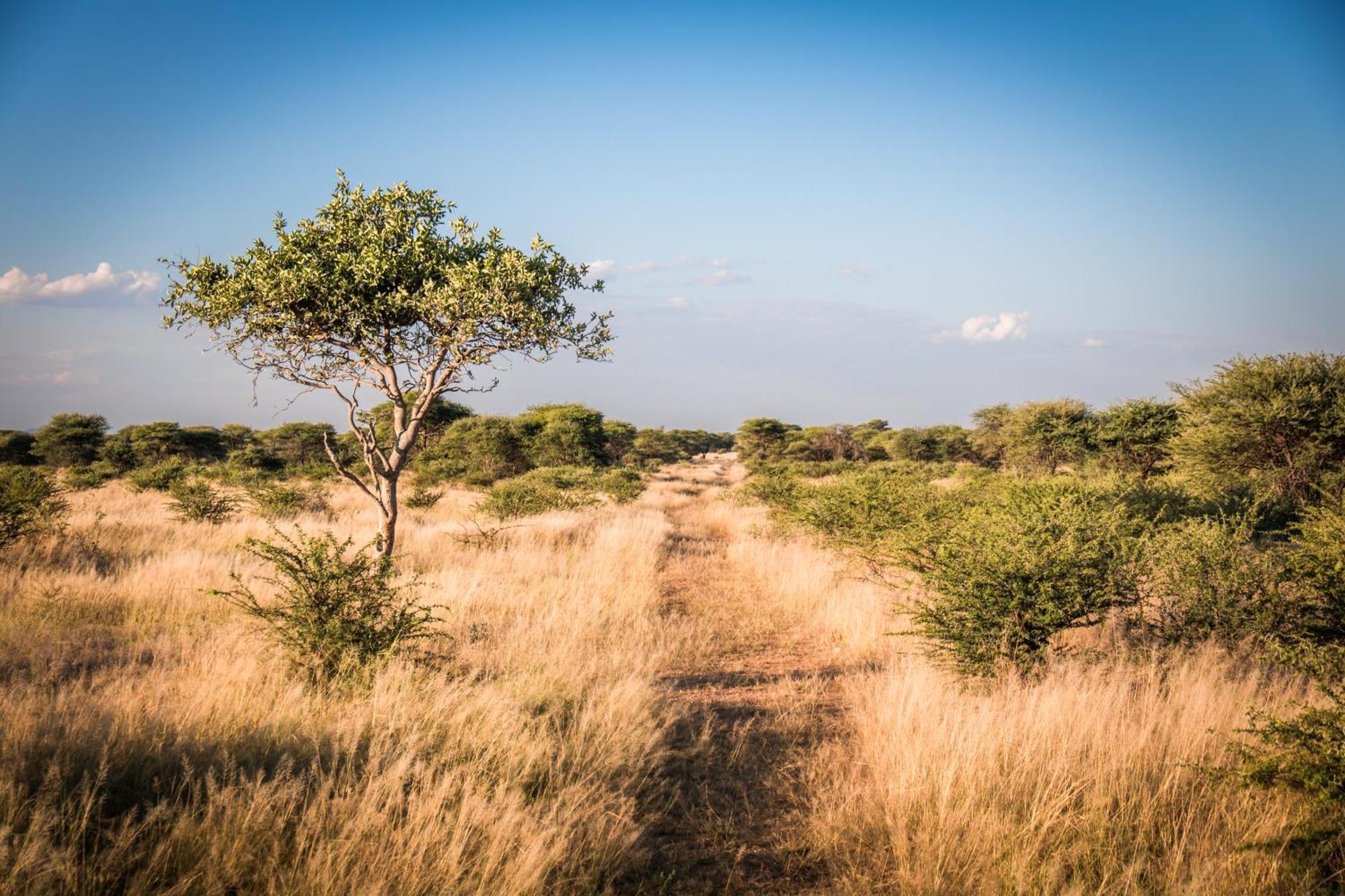 Gabus Safari Lodge Otavi Екстер'єр фото